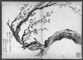 Blossoming plum branch