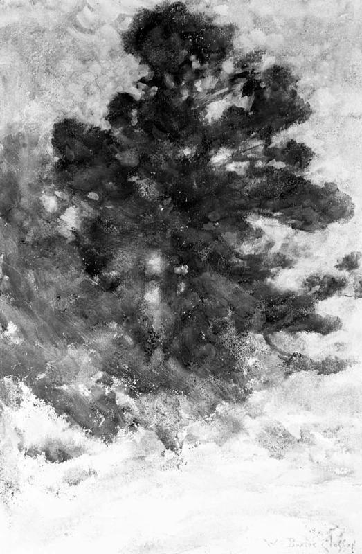 Pine Tree and Snow Storm