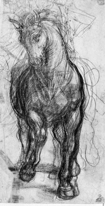 Study of a Horse