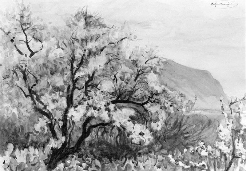 Almond Blossoms