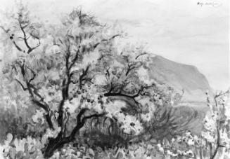 Almond Blossoms