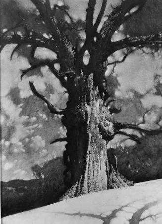 The Tree