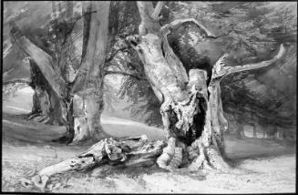 Old Beech Trees
