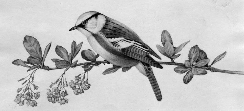 Chestnut-sided Warbler on Barberry