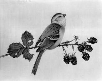 Field Sparrow on Blackberry