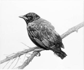 Young Crow