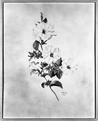 White Petunia