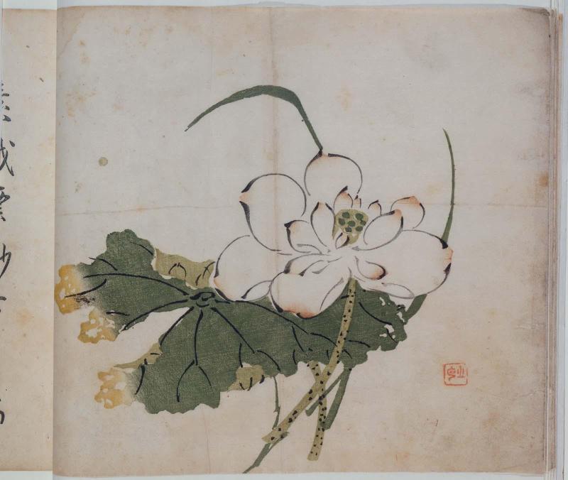 The Ten Bamboo Studio, Volume of Miscellaneous Drawings: One lotus blossom and leaf