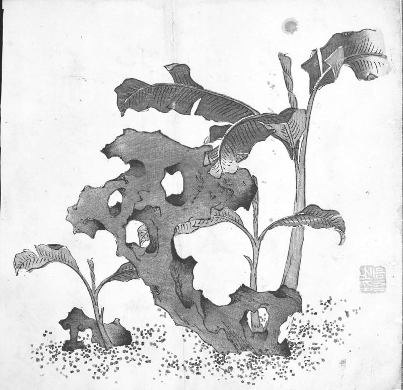The Ten Bamboo Studio, Volume of Miscellaneous Drawings: Banana plants and rocks