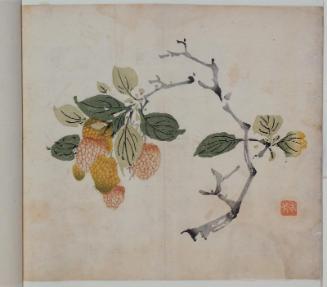 The Ten Bamboo Studio, Volume of Miscellaneous Drawings: Curved branch of litchi nuts