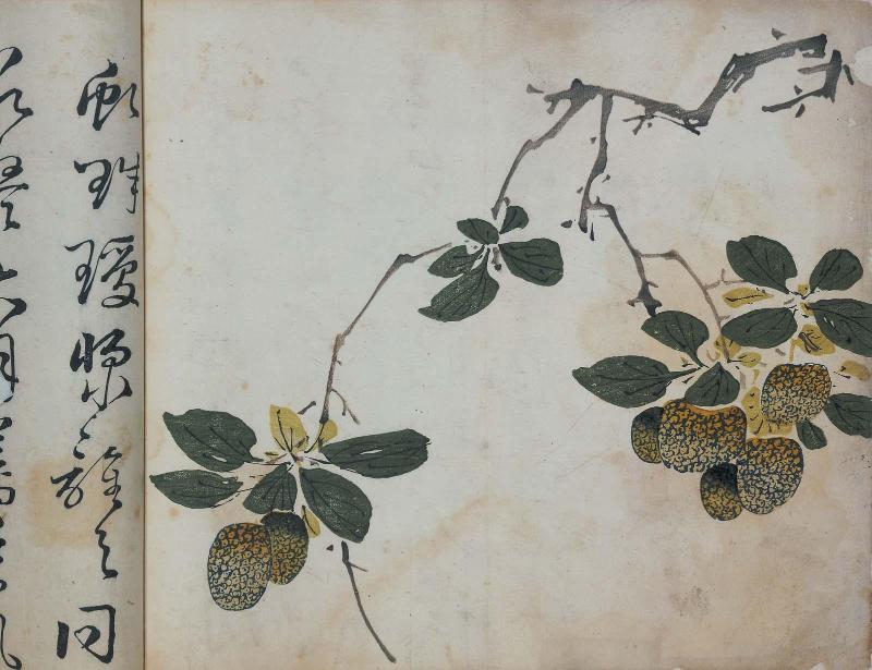The Ten Bamboo Studio, Volume of Fruit: Double branch of litchi nuts