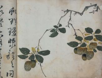 The Ten Bamboo Studio, Volume of Fruit: Double branch of litchi nuts