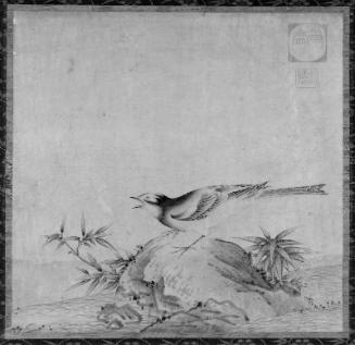 Wagtail, Rock, and Bamboo