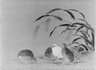Quail and Millet