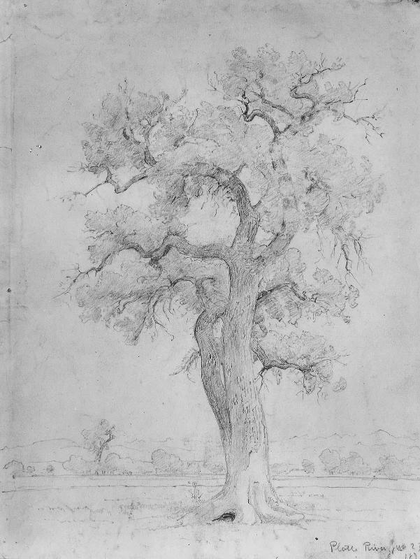 Study of a Tree, Colorado