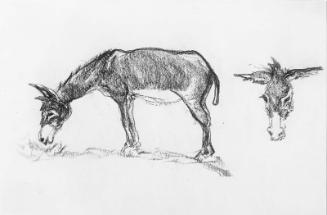 Grazing Donkey with Donkey Head