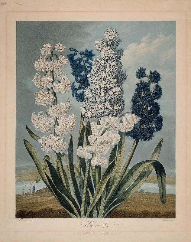 Hyacinths (Hyacinthus orientalis) (Pl. 6 from Dr. Robert John Thornton, "The Temple of Flora...", London, 1799–1807)