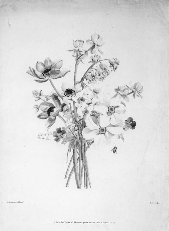 Bouquet with Jonquils (from Prévost, "Collection des Fleurs et des Fruits...", Paris, 1805)