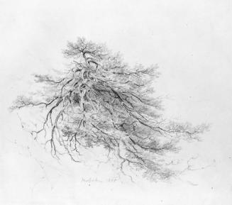 Bough of a Tree, Hoboken