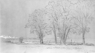 Cottonwoods near Denver