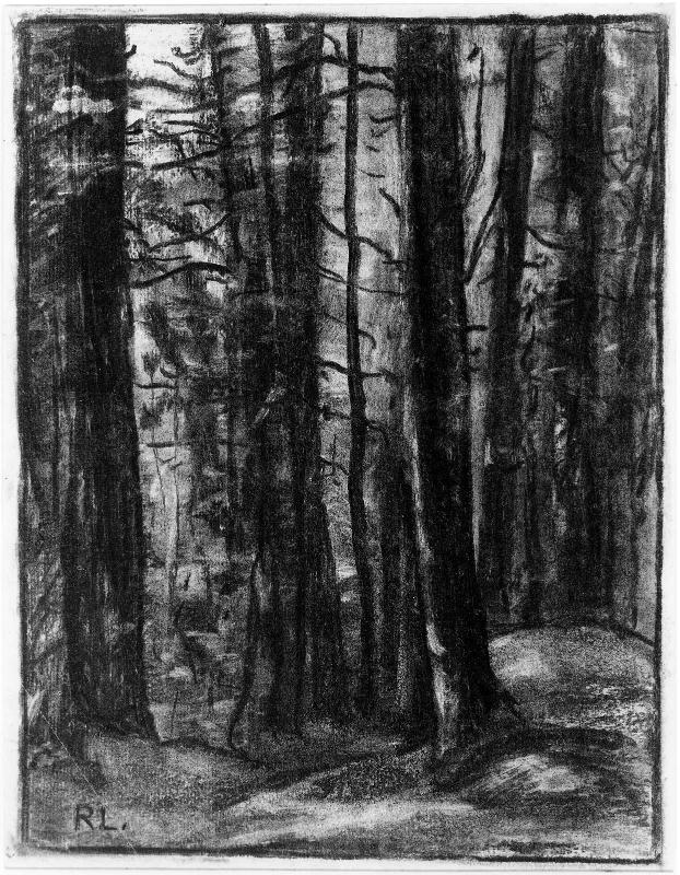 Pine Trees