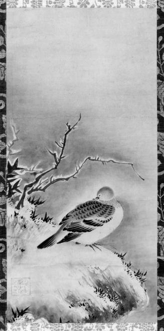 Dove in Snow