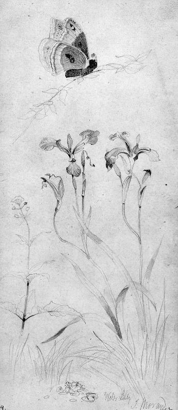 Butterfly and Irises