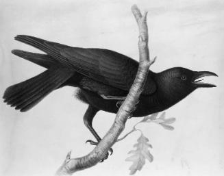 Crow