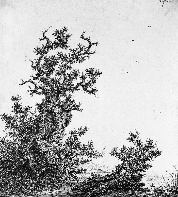 Gnarled Tree in a Landscape