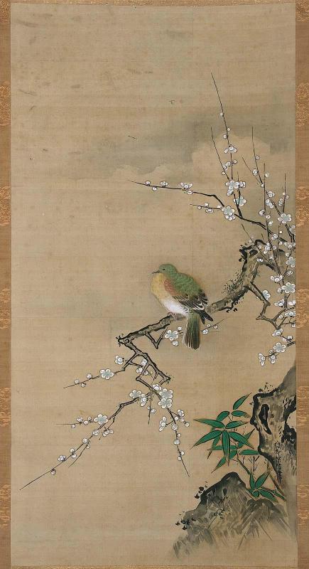 Pigeon in Plum Tree