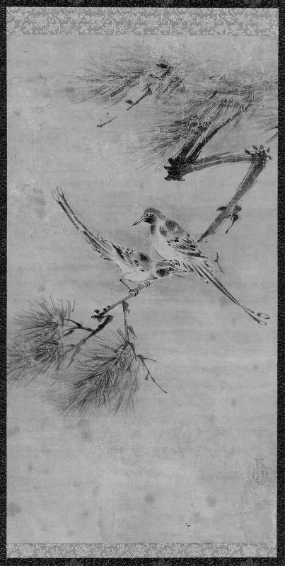 Pair of Birds on a Pine Branch