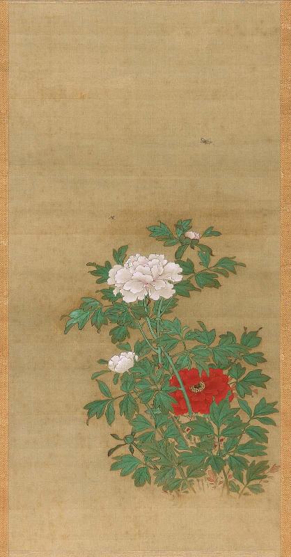 Peonies