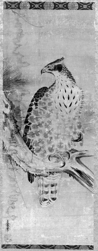 Hawk on a Pine Branch