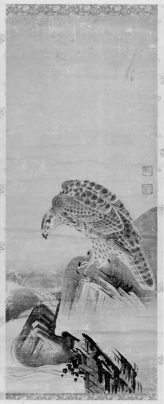 Hawk
