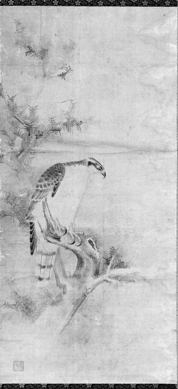 Hawk in a Pine Tree