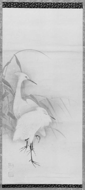 Egrets
