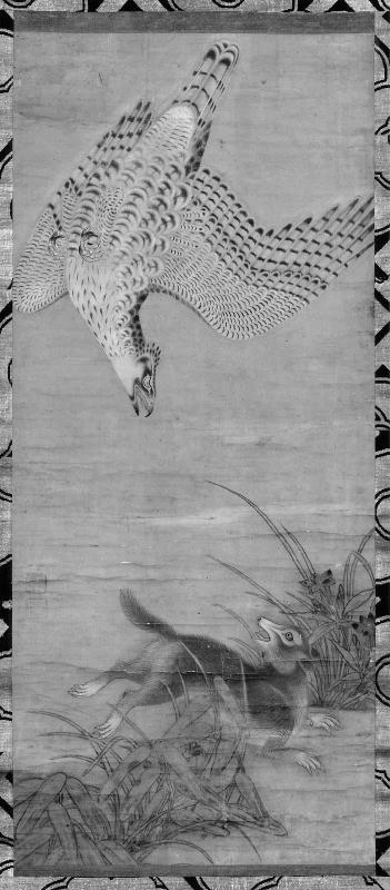 Hawk Chasing a Raccoon-Dog