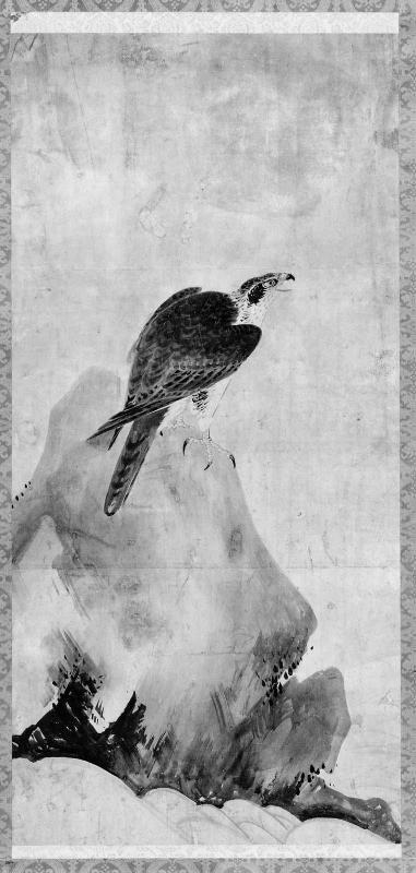 Hawk on a Rock