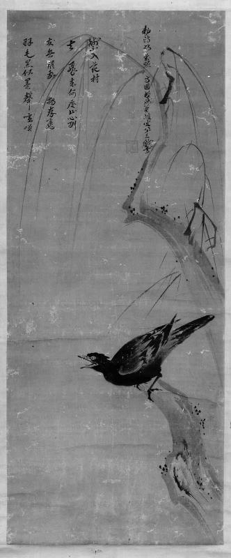 Crested Mynah on a Willow Branch