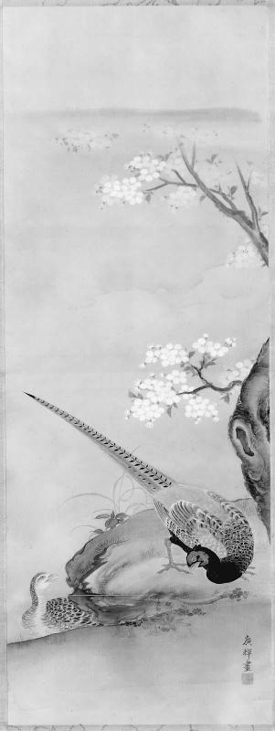 Pheasants and Cherry Blossoms