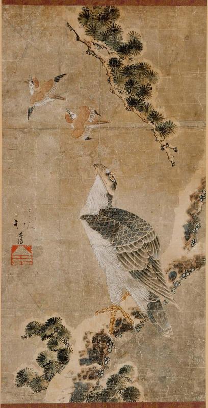 A Hawk in a Pine Tree Spying Sparrows