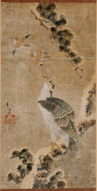 A Hawk in a Pine Tree Spying Sparrows