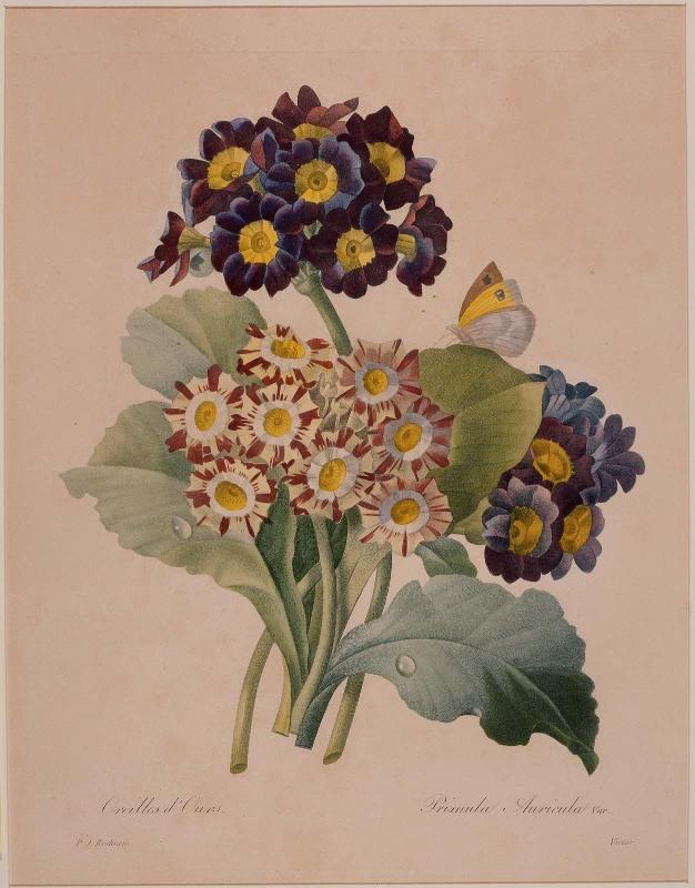Oreilles d'Ours-Primula auricula ( from Redouté, "Choix des Plus Belles Fleurs...", Paris, Panckoucke, et al...1827)