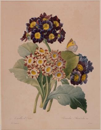 Oreilles d'Ours-Primula auricula ( from Redouté, "Choix des Plus Belles Fleurs...", Paris, Panckoucke, et al...1827)