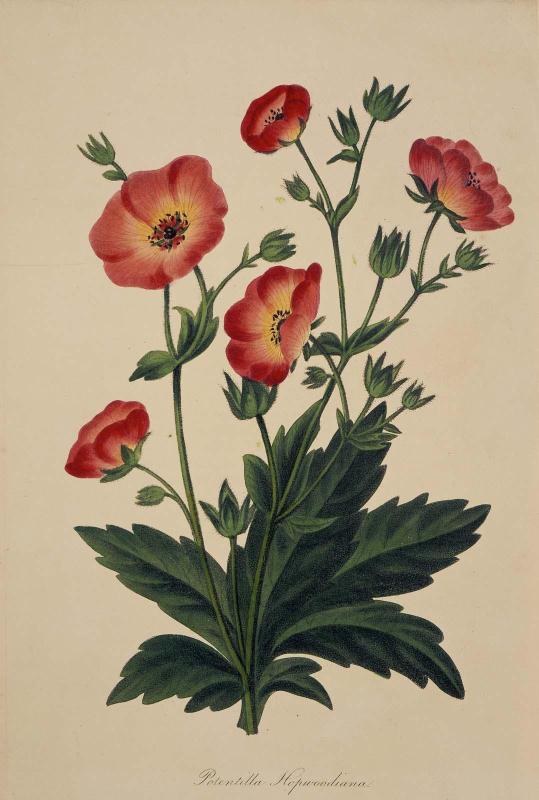 Potentilla Hopwoodiana (Rose family) (possibly from Joseph Paxton, ed. "Magazine of Botany and Register of Flowering Plants," London, 1834–49)