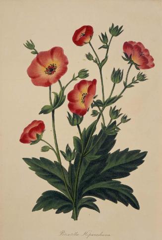 Potentilla Hopwoodiana (Rose family) (possibly from Joseph Paxton, ed. "Magazine of Botany and Register of Flowering Plants," London, 1834–49)