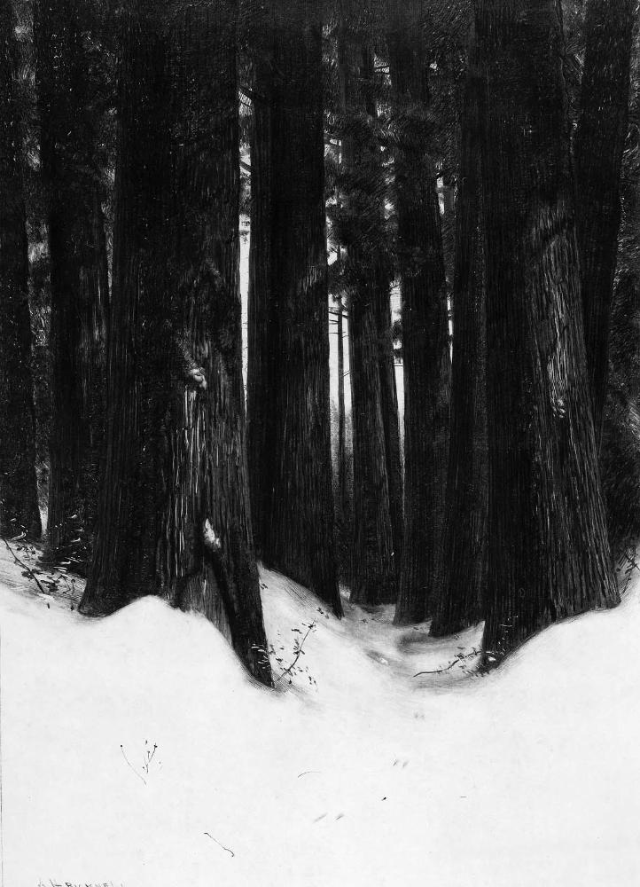 Forest in the Snow