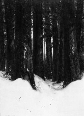 Forest in the Snow