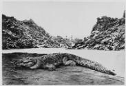 Crocodile on the Nile