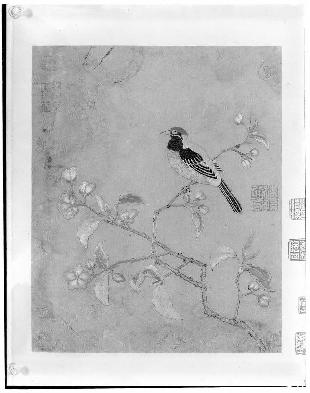 Bird on a flowering branch